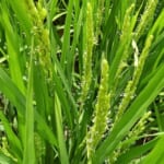 板垣さんゆきん子舞開花
